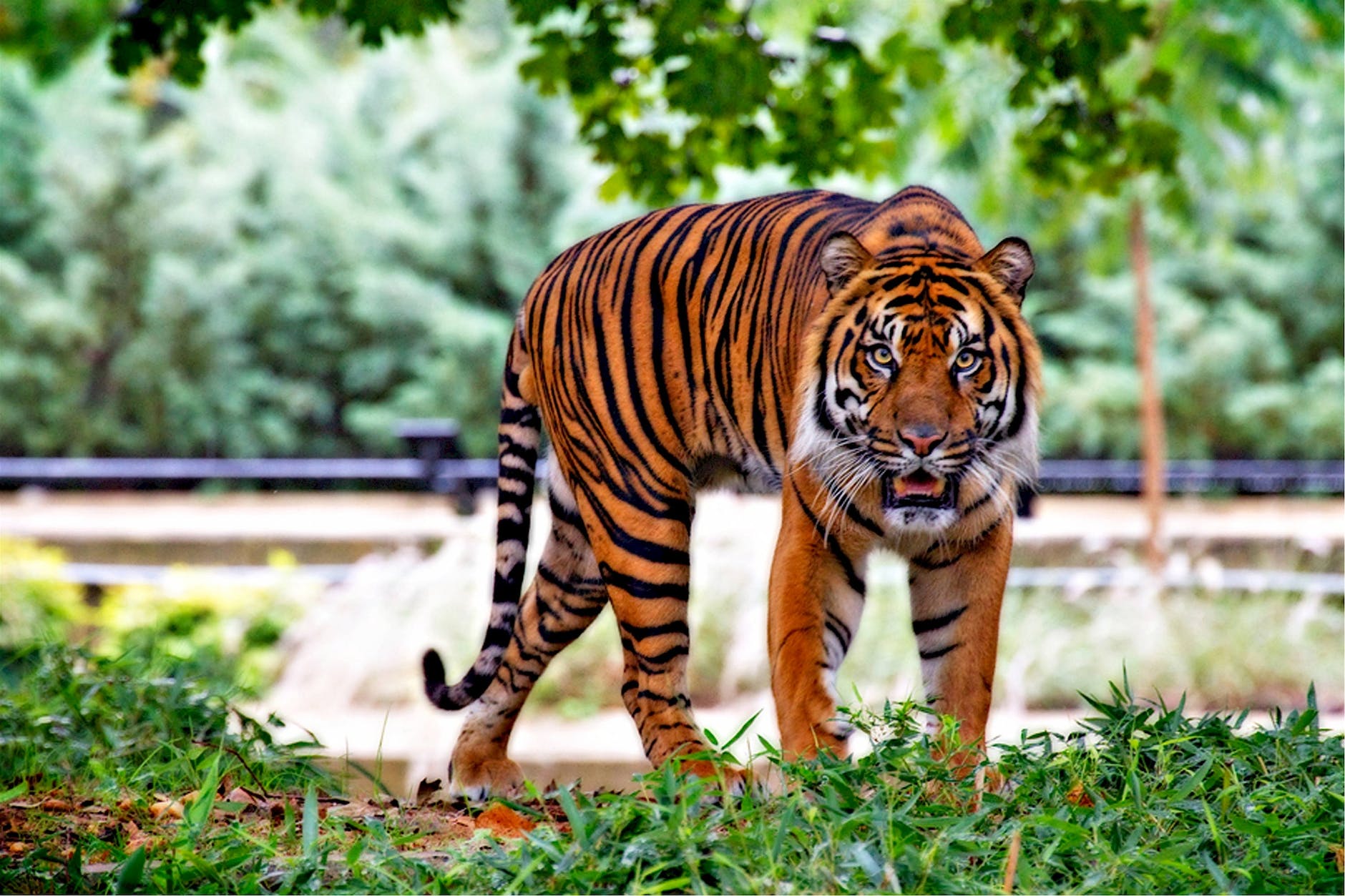 tiger above green grass during day time