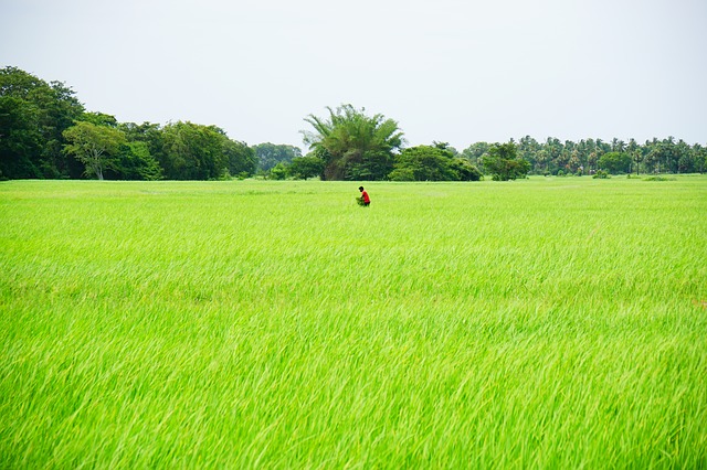 Rice field organic farming. 